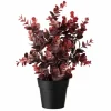 Kremmerhuset Eucalyptus, burgunder| Grønne Planter