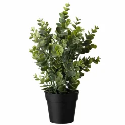 Kremmerhuset Eucalyptus plante| Grønne Planter