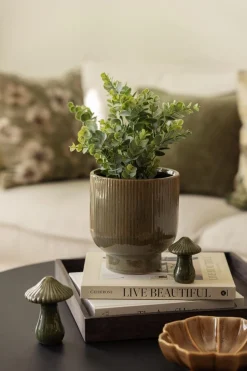 Kremmerhuset Eucalyptus plante| Grønne Planter