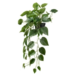 Kremmerhuset Hengende Gullranke| Grønne Planter