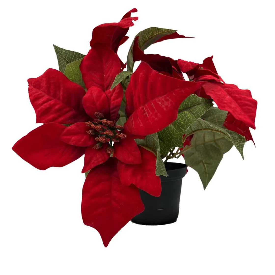 Kremmerhuset Julestjerne i potte| Grønne Planter|Juletrær Og Julegrønt