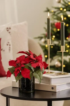 Kremmerhuset Julestjerne i potte| Grønne Planter|Juletrær Og Julegrønt