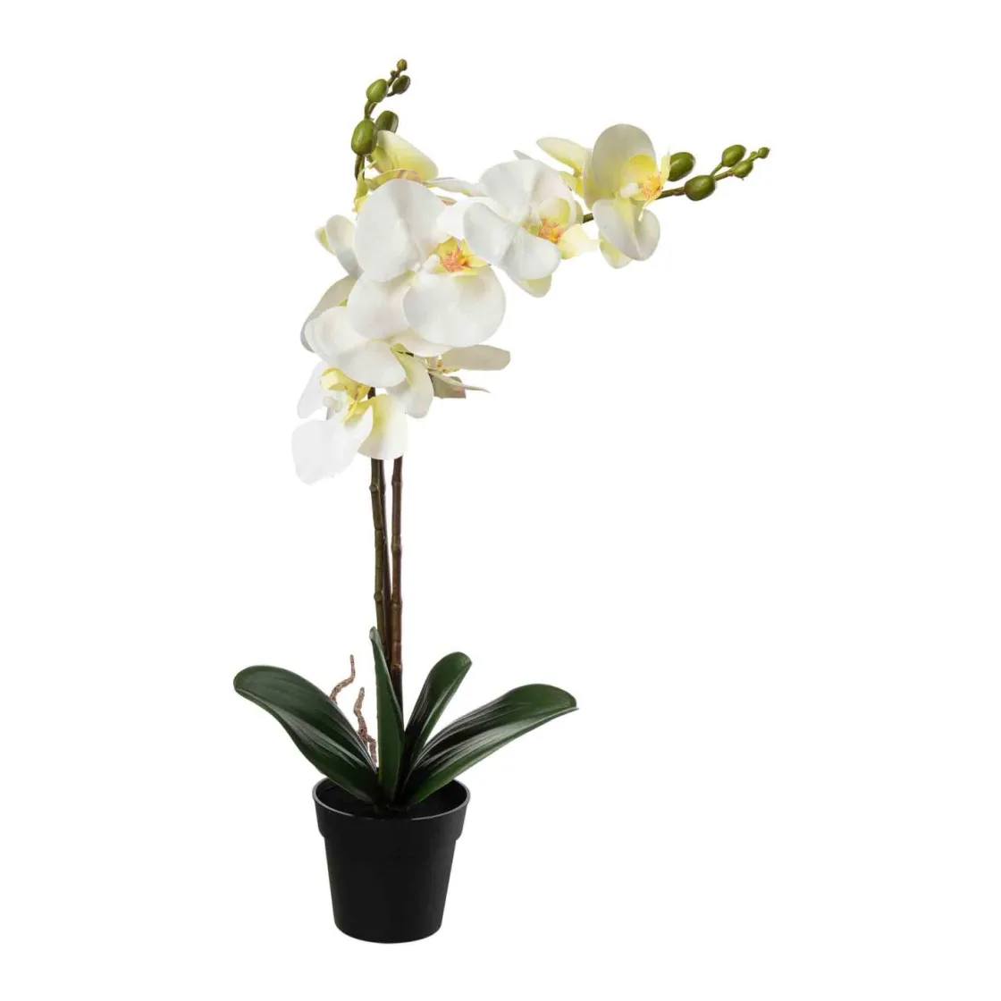 Kremmerhuset Orkide i potte| Grønne Planter