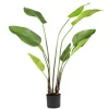 Kremmerhuset Plante Banantre 123 cm| Grønne Planter