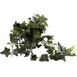 Kremmerhuset Plante Eføy| Grønne Planter