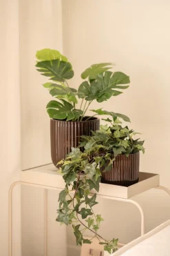 Kremmerhuset Plante Eføy| Grønne Planter