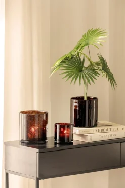 Kremmerhuset Plante Livistona 42cm| Grønne Planter