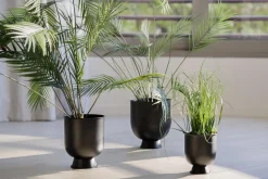 Kremmerhuset Plante Palme stor| Grønne Planter